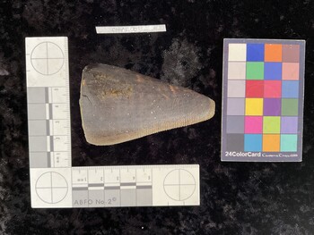 ClitAR003; 75.5x46.5x70.5 dorsal photo thumbnail