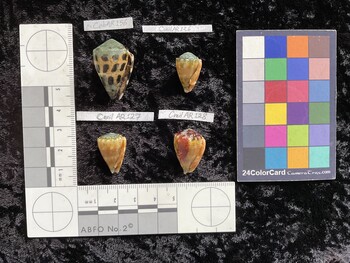 CebAR156; 28.5x19x22.5 ventral photo thumbnail