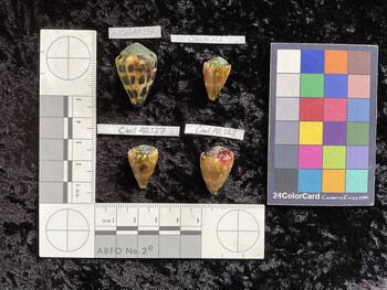 CebAR156; 28.5x19x22.5 dorsal photo thumbnail