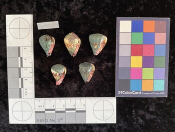 CspAR153; 20.5x14x18.5 ventral photo thumbnail