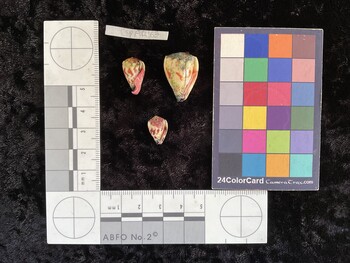 CspAR163; 16x10x14.5 ventral photo thumbnail