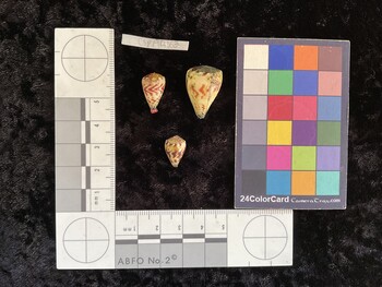CspAR163; 16x10x14.5 dorsal photo thumbnail