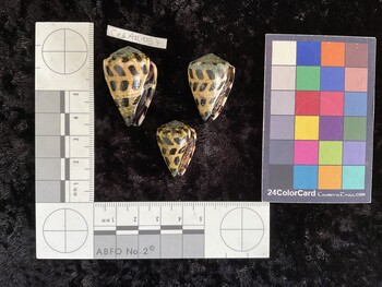 CebAR157; 34x22x28 ventral photo thumbnail