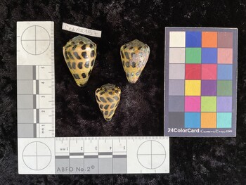 CebAR157; 34x22x28 dorsal photo thumbnail