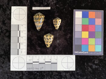 CebAR160; 28.5x17.5x23 dorsal photo thumbnail