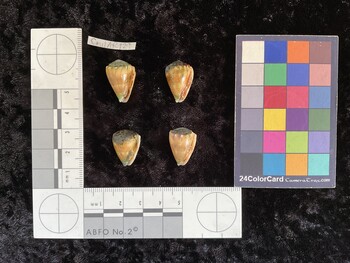 CmilAR129; 21x14x18 ventral photo thumbnail