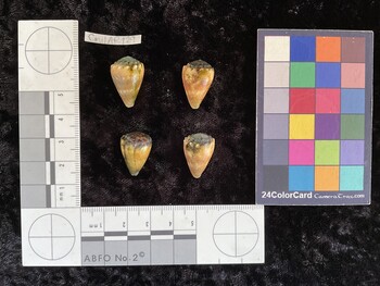 CmilAR129; 21x14x18 dorsal photo thumbnail