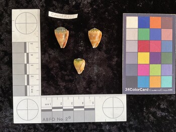 CmilAR133; 19x12.5x16 ventral photo thumbnail