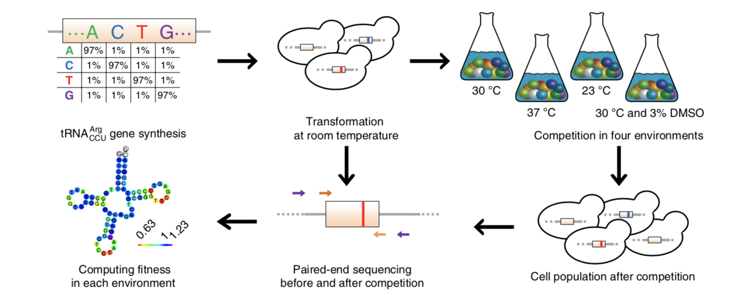 Jianzhi Zhang's Lab of Molecular & Genomic Evolution