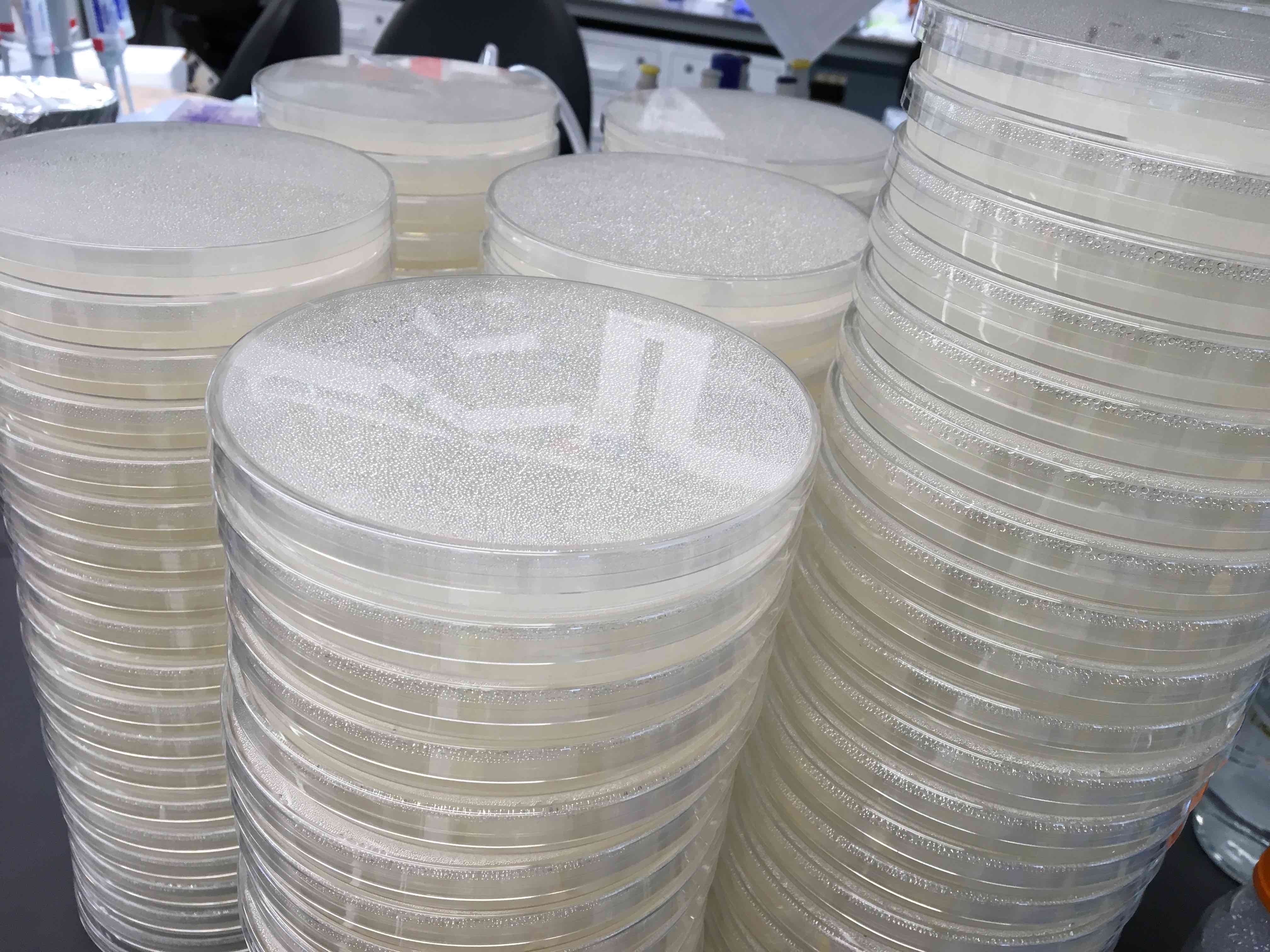 Jianzhi Zhang's Lab of Molecular & Genomic Evolution